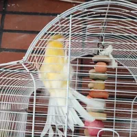 قناری کلاستر نر|پرنده|سبزوار, کاشفی شمالی (دادگستری)|دیوار