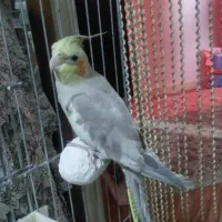عروس هلندی