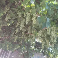 اجاره-خونه-روستایی