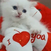 پرشین بریتیش|گربه|ساری, |دیوار