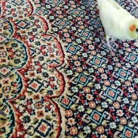 عروس هلندی لوتینو|پرنده|تهران, زمزم|دیوار