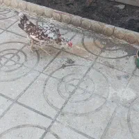 خروس و مرغ گلین و کوردی