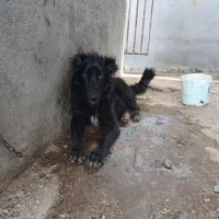 سگ نر|سگ|جعفرآباد, |دیوار