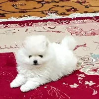 نژاد پامرانین خرسی