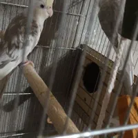 درود بر عزیزان عشق باز عروس کرم فیس سالم سلامت|پرنده|مسجد سلیمان, |دیوار