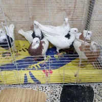جوجه طوقی|پرنده|مشهد, نوید|دیوار