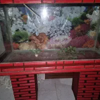 اکواریوم|لوازم جانبی حیوانات|فیروزکوه, |دیوار