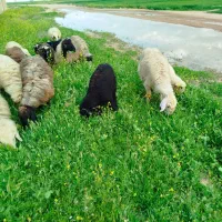 فروش میش بره دار جوان