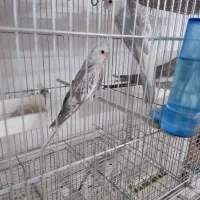 جفت مولد عروس هلندی راهب گرینچیگ