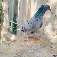 کبوترسارهفرنگ دمسفید14دم سینه سیاه کله رنگه طوقی|پرنده|مشهد, موسوی قوچانی|دیوار