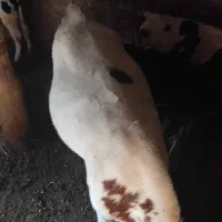 گوساله|حیوانات مزرعه|سراب, |دیوار