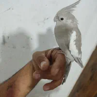 گمشده عروس هلندی|پرنده|رباط‌کریم, رباط‌کریم|دیوار