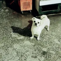 این سگ برافروشه