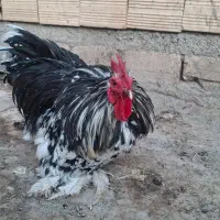 مرغ و خروس کوشین