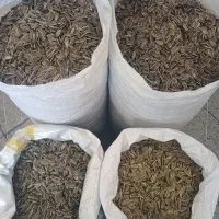 تخمه آفتاب گردان