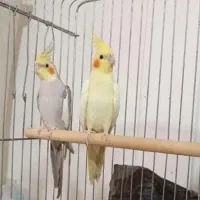 فروش عروس هلندی نر ماده