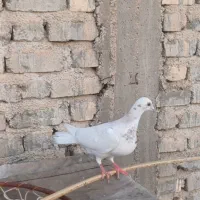 کفتر یا کبوترسبز ،سرور نر