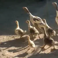 غاز و جوجه