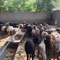 بر نر آماده به پروار