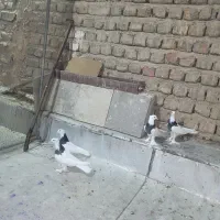 کبوتر کفتر طوقی