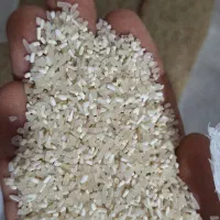 برنج فجر 90 روزه امساله|خوردنی و آشامیدنی|سنگدوین, |دیوار