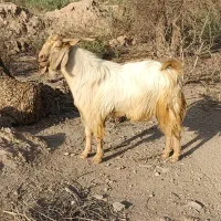 نریگ بزرگ شهرستان ریگان
