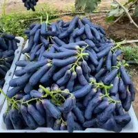 نهال انگور موندراپ