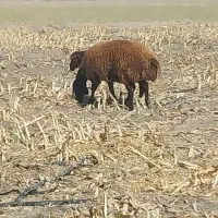 فروش دو راس شیشیک درجه 1|حیوانات مزرعه|شیراز, بید زرد|دیوار