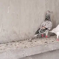 شهرستانی سار هفرنگ