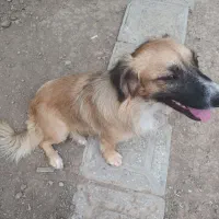 سگ پاکوتاه ماده