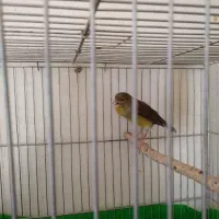 قناری سبز ماده. ۱۲۰۰