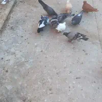 کفتر
