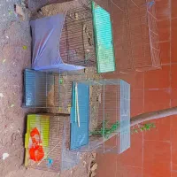 ۵ عدد قفس پرنده سالم