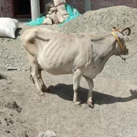 گاو آبستن معامله‌ای