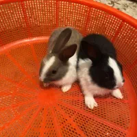 بچه خرگوش فاضل آباد