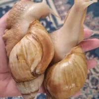 حلزون طبی|حیوانات مزرعه|تهران, شهرک ولیعصر شمالی|دیوار