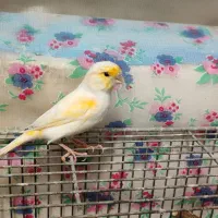 فروش قناری نر باکیفیت|پرنده|بهشهر, |دیوار