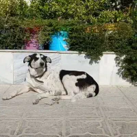 گمشده|حیوانات|جهرم, |دیوار