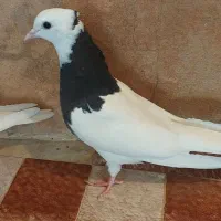 کبوتر طوق سیاه وطوق شازده ای