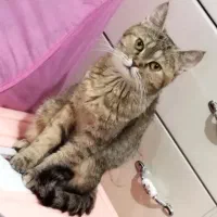 گربه ماده بریتیش عقیم شده