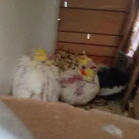 سلام یک جفت عروس هلندی با۳ عدد جوجه|پرنده|قدس, شهر‌قدس|دیوار