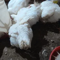 مرغ گوشتی|حیوانات مزرعه|قزوین, |دیوار
