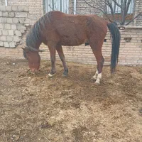 نریا ۵ ساله|اسب و تجهیزات اسب‌سواری|سیلوانه, |دیوار