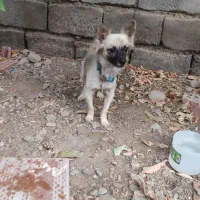 سگ پاکوتاه باهوش معاوضه هم فقط با کفتر طوقی|سگ|جیرفت, |دیوار