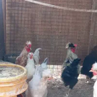 فروش خروس جوان جهت سربری و نگهداری|حیوانات مزرعه|گرمسار, |دیوار