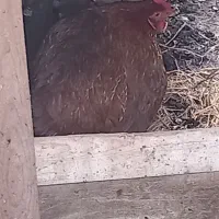 دوعدد مرغ محلی تخم گذار