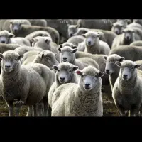 طهران دام     فروش ویژه گوسفند زنده|حیوانات مزرعه|تهران, تهرانسر غربی|دیوار