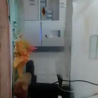 ماهی|ماهی|تربت جام, اسماعیل آباد|دیوار