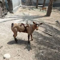 فروش نری