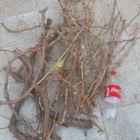 قلمه درخت انگور عسگر|گل و گیاه طبیعی|سبزوار, شرق کال میانی|دیوار